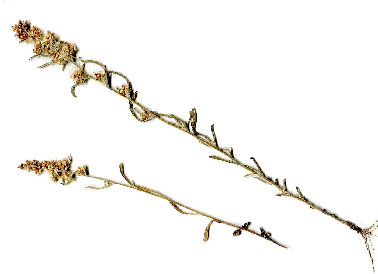 Gnaphalium antillanum (Asteraceae)